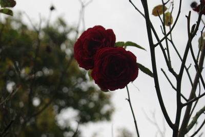 Close-up of red rose