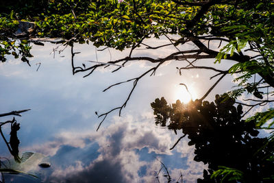 Low angle view of silhouette trees against sky