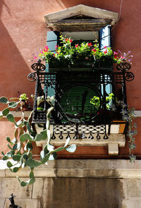 Close-up of potted plants