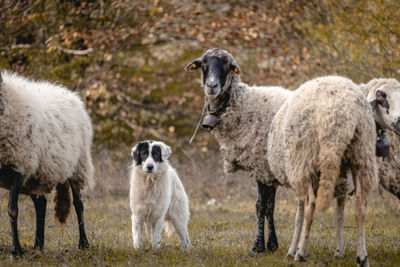 A flock of sheep and their guard dog near the small village of varshilo in the strandzha mountains