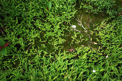 Plant growing on grassy field