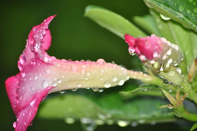 Close-up of water drops on pink rose leaf