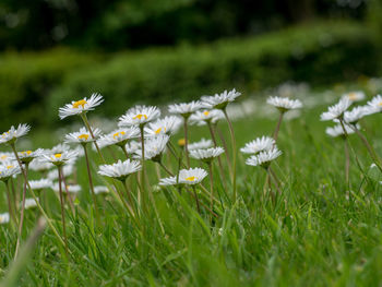 Close-up of white flowers blooming on field