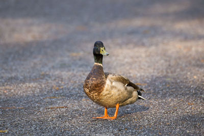 Male mallard duck standing in dirt alley in dappled light with mouthful of gravel looking back