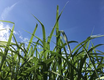Low angle view of crops growing on field against sky