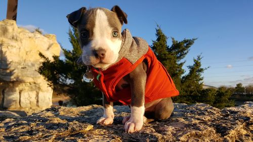 Dog in front of tree against sky