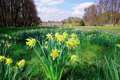 View of yellow flowers growing on field