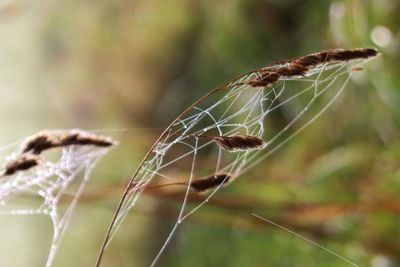 Close-up of spider web on plant