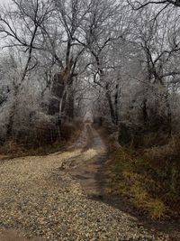 Road amidst bare trees against sky