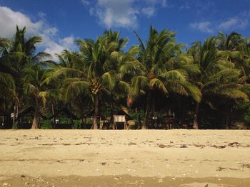 Palm trees on beach against sky