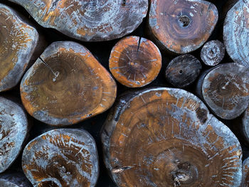 A cut piles of logs from the deep jungle of borneo, indonesia.