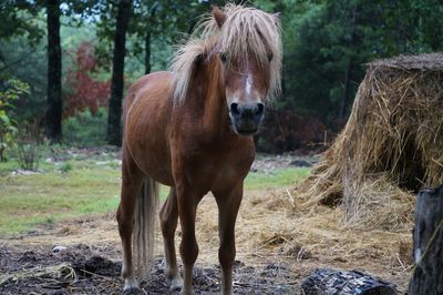 Portrait of horse standing on field