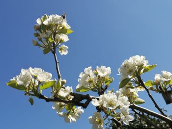 Low angle view of cherry blossom against clear sky