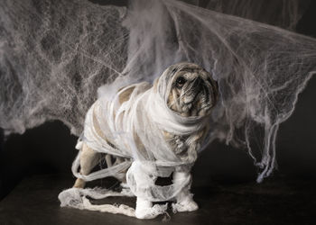 A pug dog in the image of a mummy for halloween