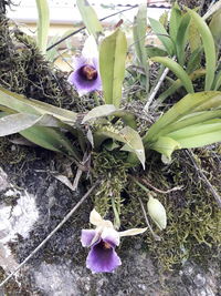 High angle view of fresh purple flowering plants