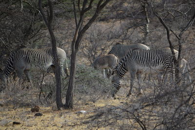 Grévy's zebra or the  imperial zebra - equus grevyi, at shaba national reserve, samburu, kenya