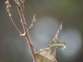 Close-up of dried plant
