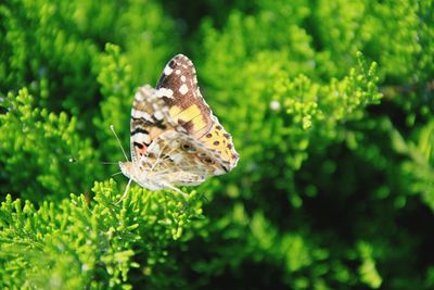 Close-up of butterfly pollinating flower