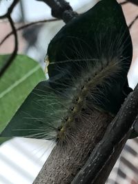 Close-up of butterfly on plant