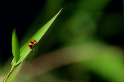 Close-up of ladybug on leaf