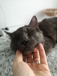 Close-up of hand holding cat