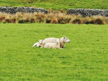 Sheep in a field