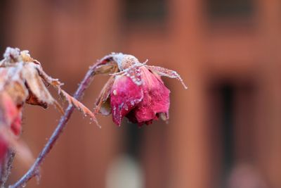 Close-up of flower against blurred background