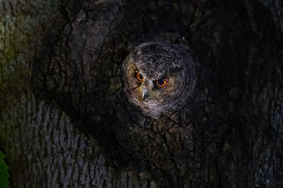 Owl looking out from hole in tree trunk