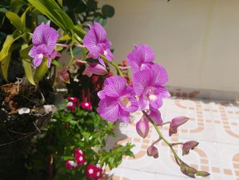 Close-up of pink flowers