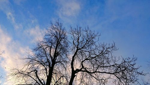 Low angle view of bare tree against sky