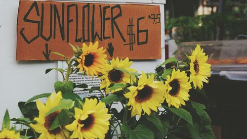 Close-up of sunflower blooming outdoors