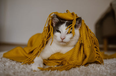 Cat sitting on rug at home