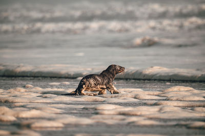 Baby seal on the coast