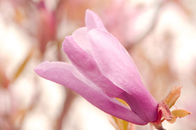 Close-up of pink rose flower