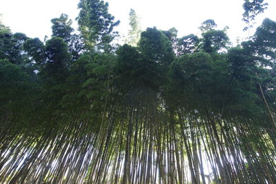 Low angle view of bamboo trees in forest