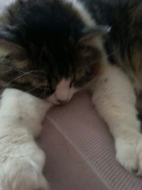 Close-up of cat sleeping