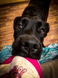 Portrait of black dog relaxing at home