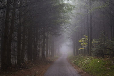 Road going deep into a dark and eerie forest with an autumnal mist