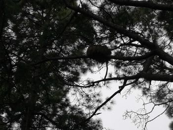 Low angle view of tree against sky