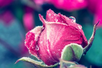 Close-up of pink rose