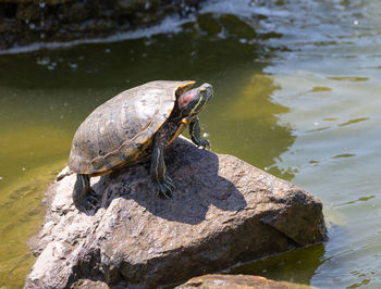 Painter turtle lounging in the sun