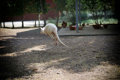 
kangaroo in  zoo 
