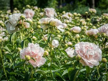 Close-up of pink flowers