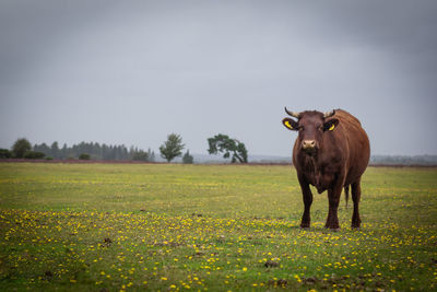 Horse standing in field