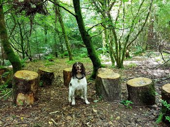 Dog sitting on tree trunk in forest