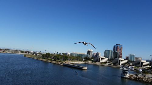 View of birds in city against blue sky