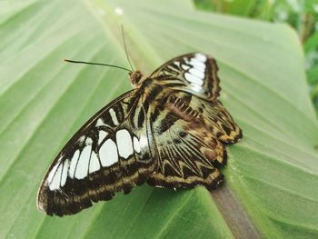 Close-up of butterfly on leaf