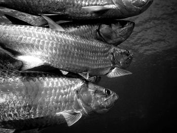 Close-up of fish in sea