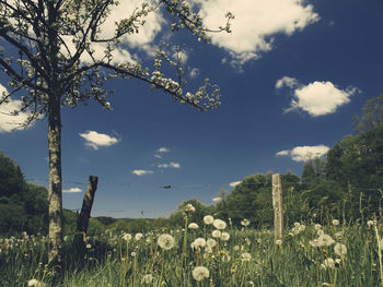 Scenic view of grassy field against sky
