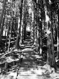 Footpath amidst trees in forest